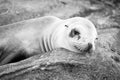 Eared seal otariidae marine mammal animal lying on rock