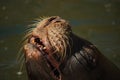 Eared seal (Otariidae) smiling