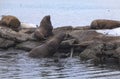 Eared seals on a sea pier Royalty Free Stock Photo