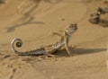 Eared toad (Phrynocephalus mystaceus) in the sands of Kalmykia. Royalty Free Stock Photo