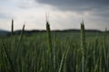 Wheat field before an impending thunderstorm