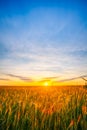 Eared Wheat Field, Summer Cloudy Sky In Sunset Dawn Sunrise.