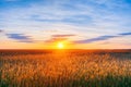Eared Wheat Field, Summer Cloudy Sky In Sunset Dawn Sunrise.