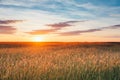 Eared Wheat Field, Summer Cloudy Sky In Sunset Dawn Sunrise. Sky Royalty Free Stock Photo