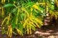Earleaf acacia acacia auriculiformis, yellow flowers - Delray Beach, Florida, USA