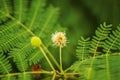 Earleaf acacia