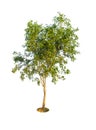 Earleaf Acacia tree
