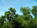 Earleaf acacia tree and Malaysia sal tree in jungle