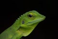 Earless agamid