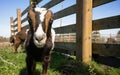 Earless Goat Close Portrait Farm Animal Domestic Livestock Royalty Free Stock Photo