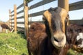 Earless Goat Close Portrait Farm Animal Domestic Livestock Royalty Free Stock Photo