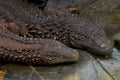 Earless monitor lizard / Lanthanotus borneensis