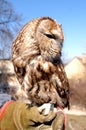 Earless owl