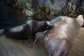 Earless seal breastfeed