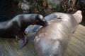 Earless seal breastfeed