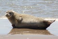 Earless seal