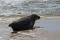 Earless seal