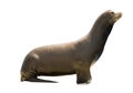 Earless seal Royalty Free Stock Photo