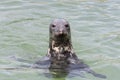 Earless seal head in the water Phocidae. Royalty Free Stock Photo