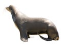 Earless seal. Isolated over white Royalty Free Stock Photo