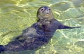 Earless seal pup Royalty Free Stock Photo