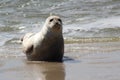 Earless seal