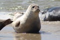 Earless Seals Royalty Free Stock Photo