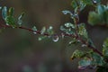 Earlier foggy morning, dew accumulated on the grass, leaves of shrubs Royalty Free Stock Photo