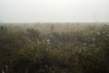 Earlier foggy morning, dew accumulated on the grass, leaves of shrubs Royalty Free Stock Photo