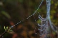 Earlier foggy morning, dew accumulated on the grass, leaves of shrubs Royalty Free Stock Photo