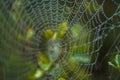 Earlier foggy morning, dew accumulated on the grass, leaves of shrubs Royalty Free Stock Photo