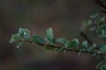 Earlier foggy morning, dew accumulated on the grass, leaves of shrubs Royalty Free Stock Photo