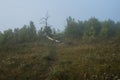 Earlier foggy morning, dew accumulated on the grass, leaves of shrubs Royalty Free Stock Photo