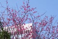 The earliest blooming red plum in spring