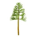 Carboniferous Pine Tree Royalty Free Stock Photo