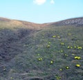 The earliest spring bright yellow flowers Adonis vernalis in the steppe among dry grass, April,