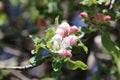 Early Apple Blossom buds blossoms Royalty Free Stock Photo