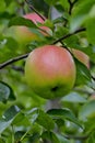Early apple of the variety Piros, Malus domestica Piros, dessert apple, ripe on the tree, Bavaria, Germany, Europe