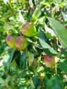 Early apples growing on the tree in Marlborough New Zealand