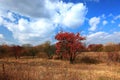 Early autum scenery at Jingpo lake world geological park 2 Royalty Free Stock Photo