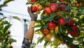 Early autumn day in the modern apple orchard farmer worker pickup the ripe red apple from the tree concept of organic Royalty Free Stock Photo