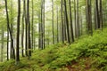 Early autumn beech forest in the fog