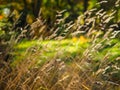 Early autumn dry grass with blurred forest on background, close up photo with sunlight backlit Royalty Free Stock Photo