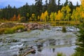 Early autumn at Duck Creek. Birch trees near a stream 3