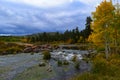 Early autumn at Duck Creek. Birch trees near a stream