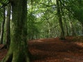 Early Autumn trees in English wood with leafy carpet