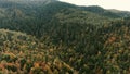 Early autumn in forest aerial top view. Mixed forest, green conifers, deciduous trees with yellow leaves. Fall colors Royalty Free Stock Photo