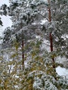 Early autumn, the green leaves of the trees are covered with fluffy white snow.