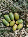 View of green acorns on the grass in the wood Royalty Free Stock Photo