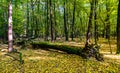 Early autumn landscape of mixed forest thicket with fallen tree broken rotten trunk in Las Kabacki Forest in Warsaw in Poland